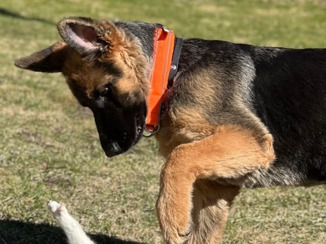 Schæferhund