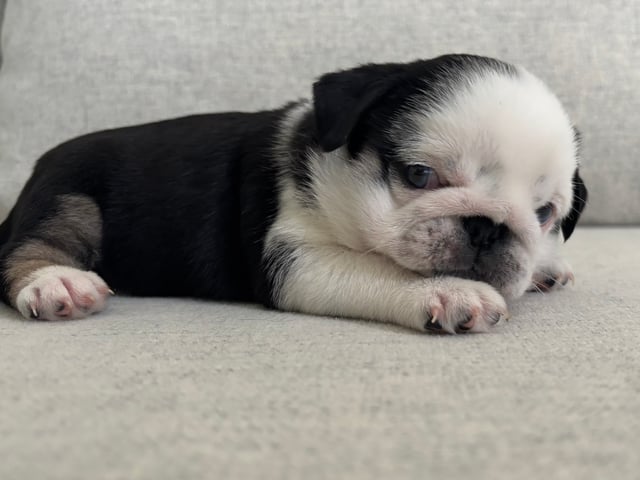 Mops