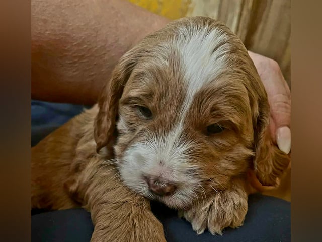 Labradoodle