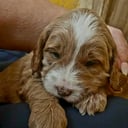 Labradoodle