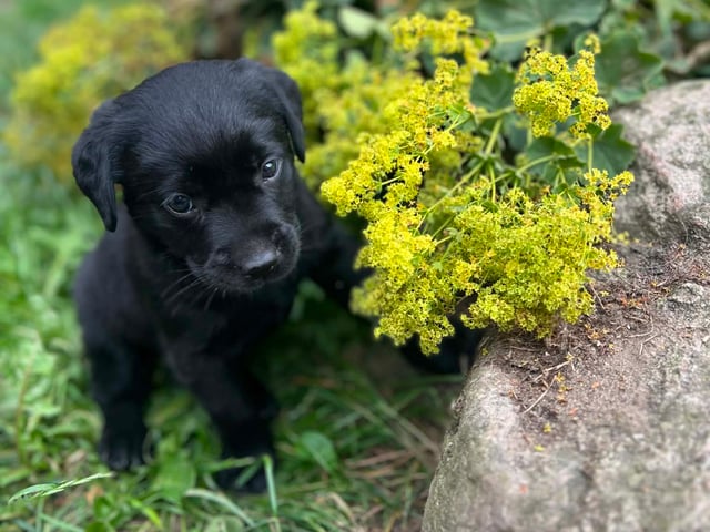 Labrador retriever · Lövestad · Sheep Trix