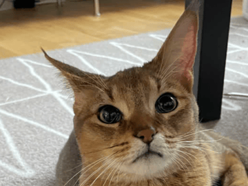 Chausie · Järfälla · Elia Y.
