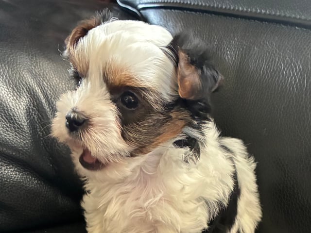 Biewer terrier