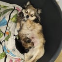 Pomchi