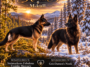 Schäferhund · Liden · Snömarkens