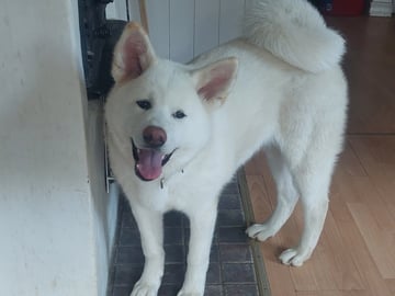 Krayon's kennel