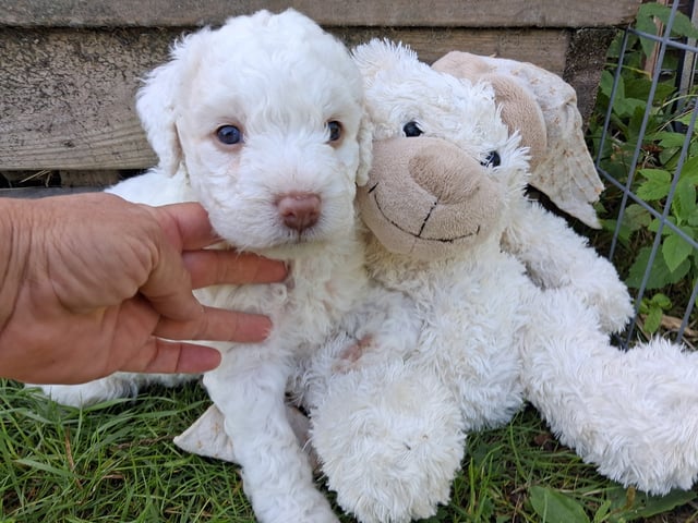 Perro de Agua Español