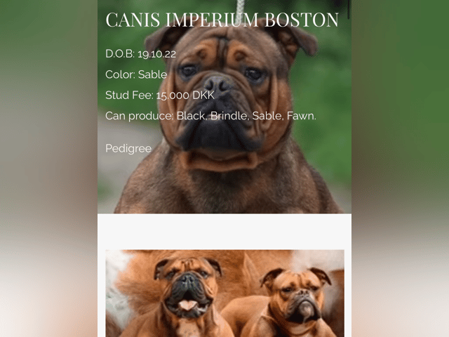 Far: Canis imperium Boston.