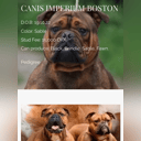 Far: Canis imperium Boston.