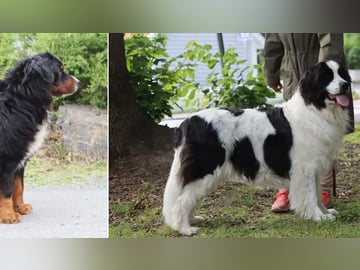 Berner sennenhund · Ramnes · Milkcreek
