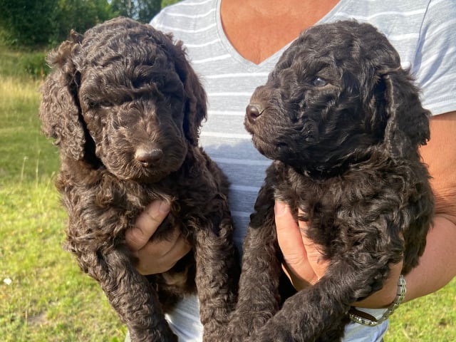Labradoodle