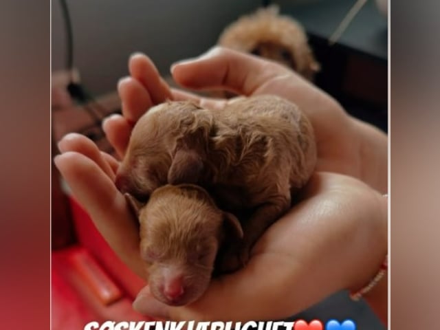Toy Poodle · Porsgrunn · Lars Petter Paulsen