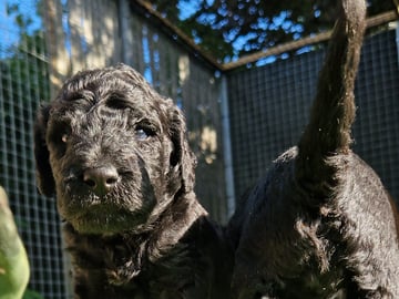 Smith Labradoodles