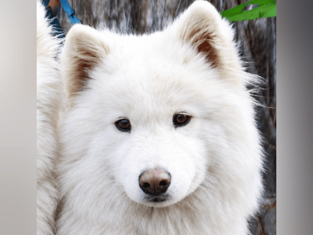 Samojedhund · Söderhamn · MOYASAS