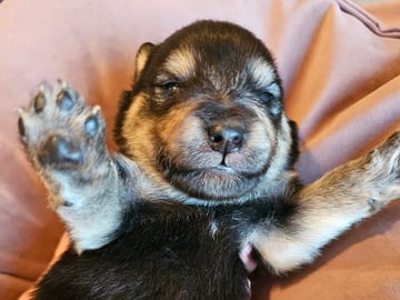 Finsk lapphund - Angel´s Share