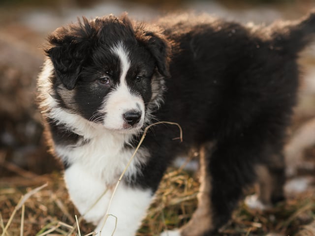 Australian shepherd
