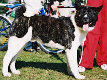 American akita
