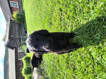 Flatcoated retriever · Fåberg · Beathe Nes