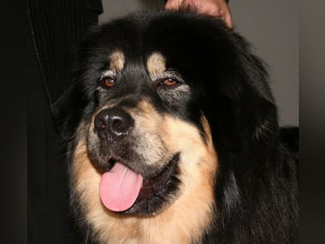 Tibetansk mastiff
