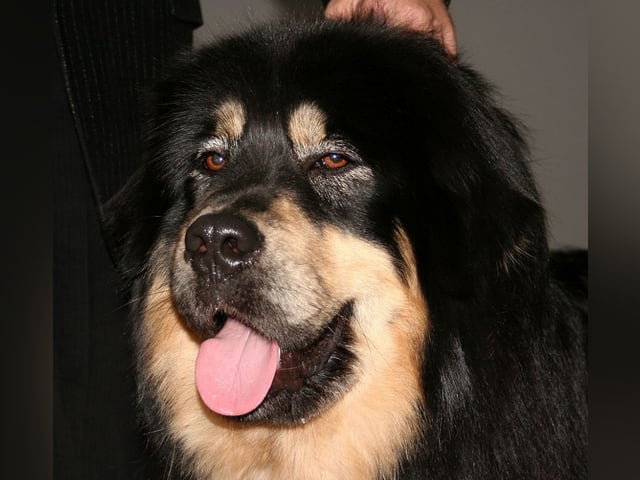 Tibetansk mastiff