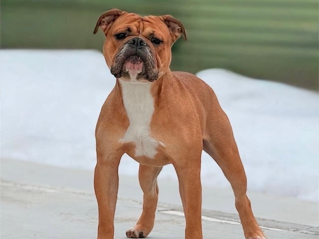 Continental Bulldog