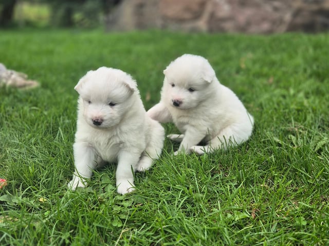 Samojedhund