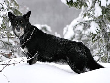 Lapsk vallhund