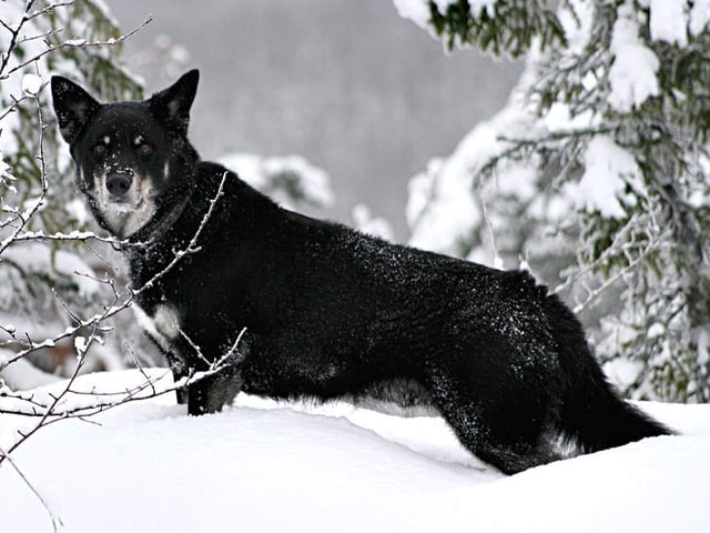 Lapsk vallhund
