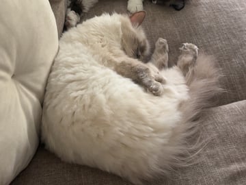 Ragdoll · Helsingborg · Victoria P.