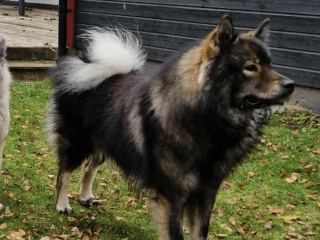 Eurasier