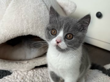 SE*Royal Whiskers
