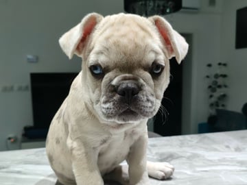 Fransk bulldog · Lilla Edet · Suzana K.