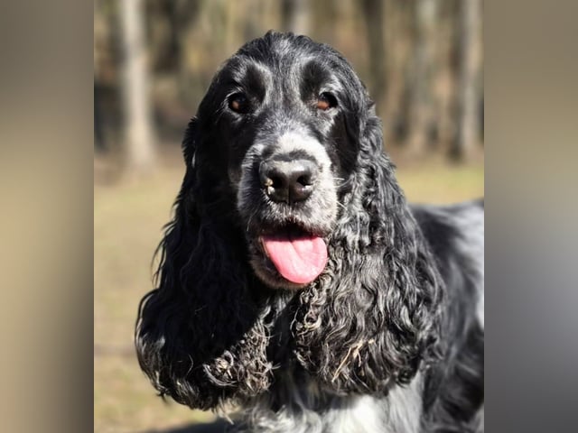Cocker spaniel · Färjestaden · Kari K.