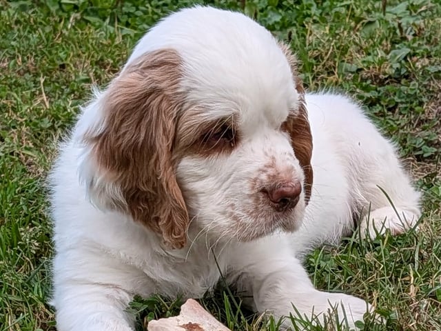 Clumber Spaniel