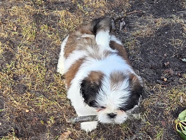 Shih Tzu