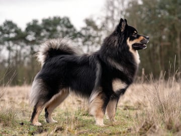 Svensk lapphund