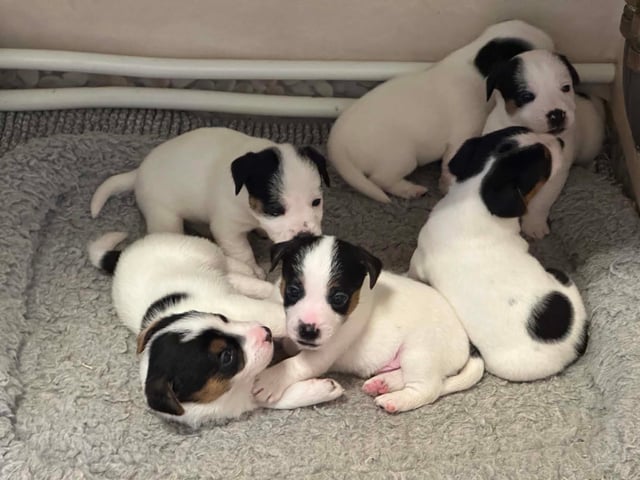 Jack Russell Terrier