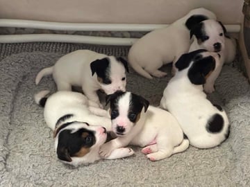 Limelight Kennels
