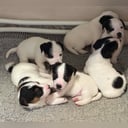Jack Russell terrier