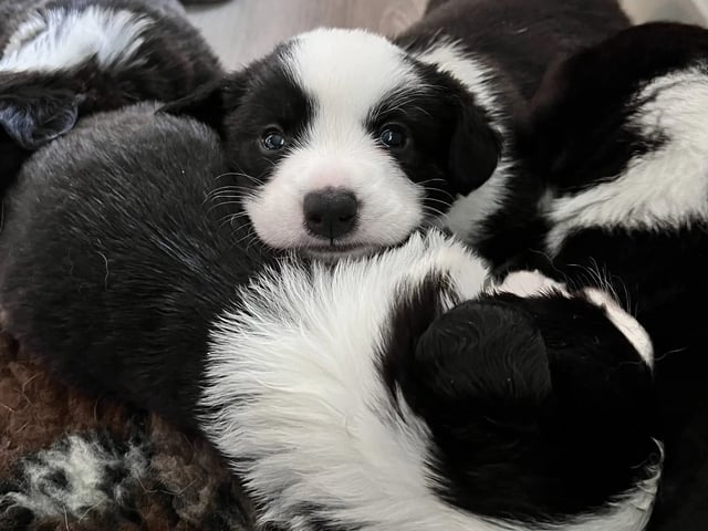 Welsh corgi cardigan