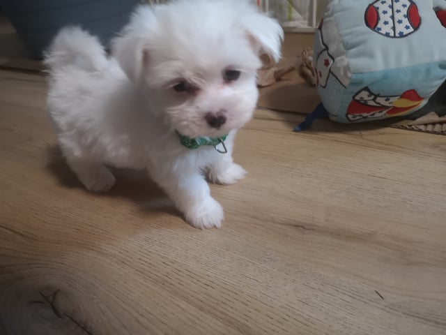 Malteser