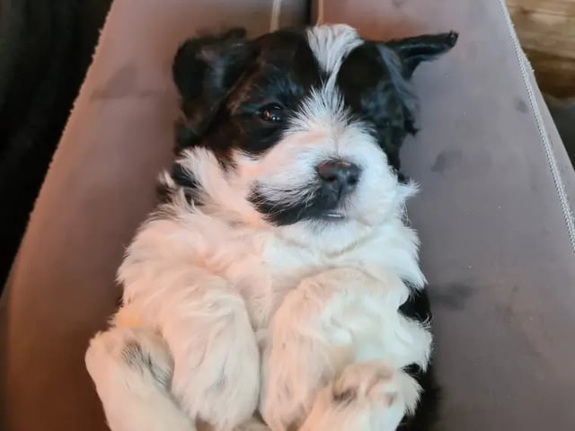 Bichon havanais