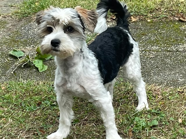 Biewer terrier
