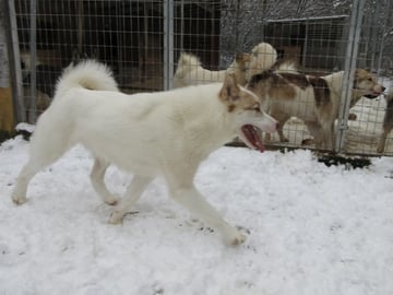 Greenland Dog · Espa · Anne Katinka Mossin