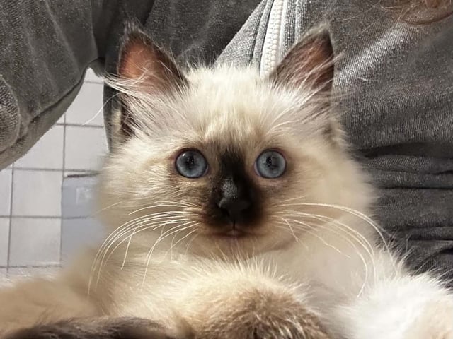 Ragdoll (utan stamtavla) · Vadstena · Skåningstorp