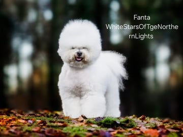 Bichon frisé · Give · Whitestarsofthenorthernlights