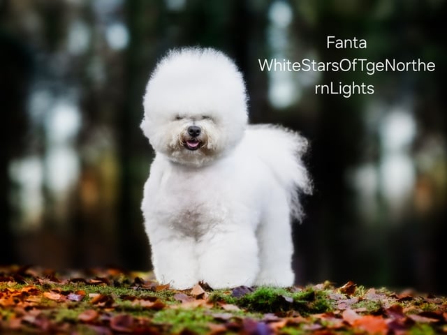 Bichon frisé
