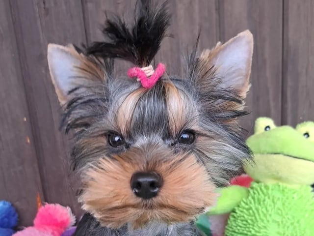 Yorkshire terrier