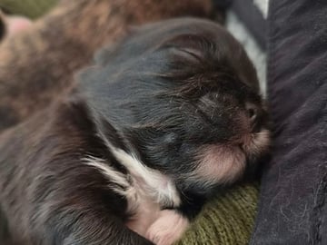 Shih Tzu · København Ø · Lisbeth J.