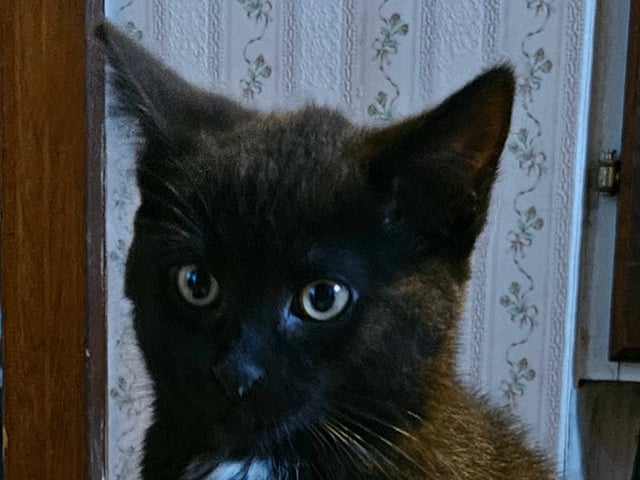 Norsk skogkatt · Torsby · Cute Happiness